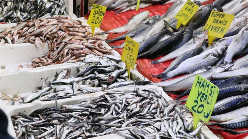Karadenizli balıkçıların hamsiden sonra umudu ‘çaça’ balığında