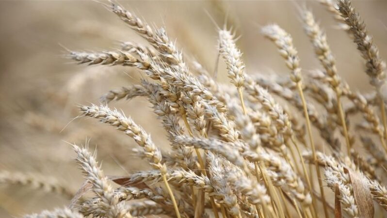 “Küresel buğday stokları alarm veriyor” iddiası: 10 haftalık kaldı